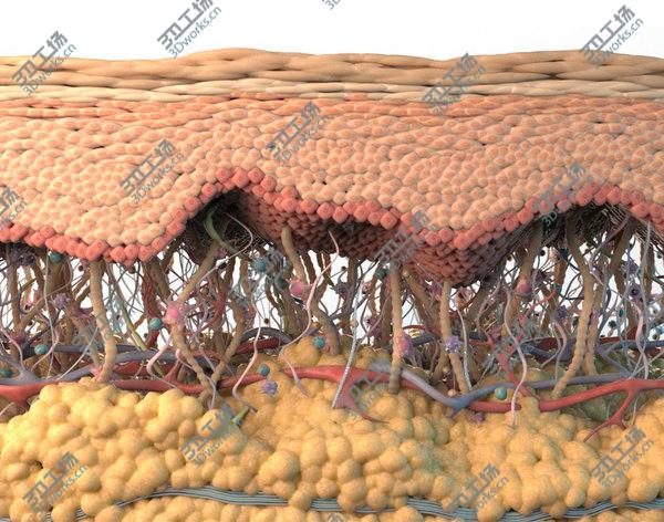 images/goods_img/20210312/3D model Skin Cross Section/1.jpg